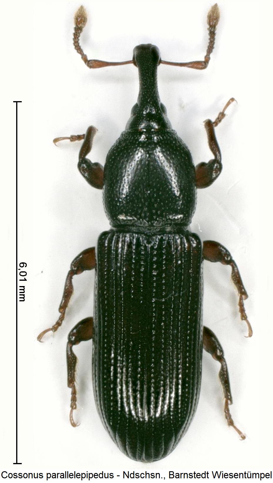 cossonus_parallelepipedus_hab.jpg