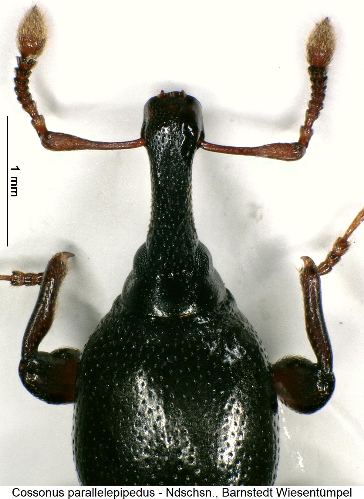cossonus_parallelepipedus_k.jpg