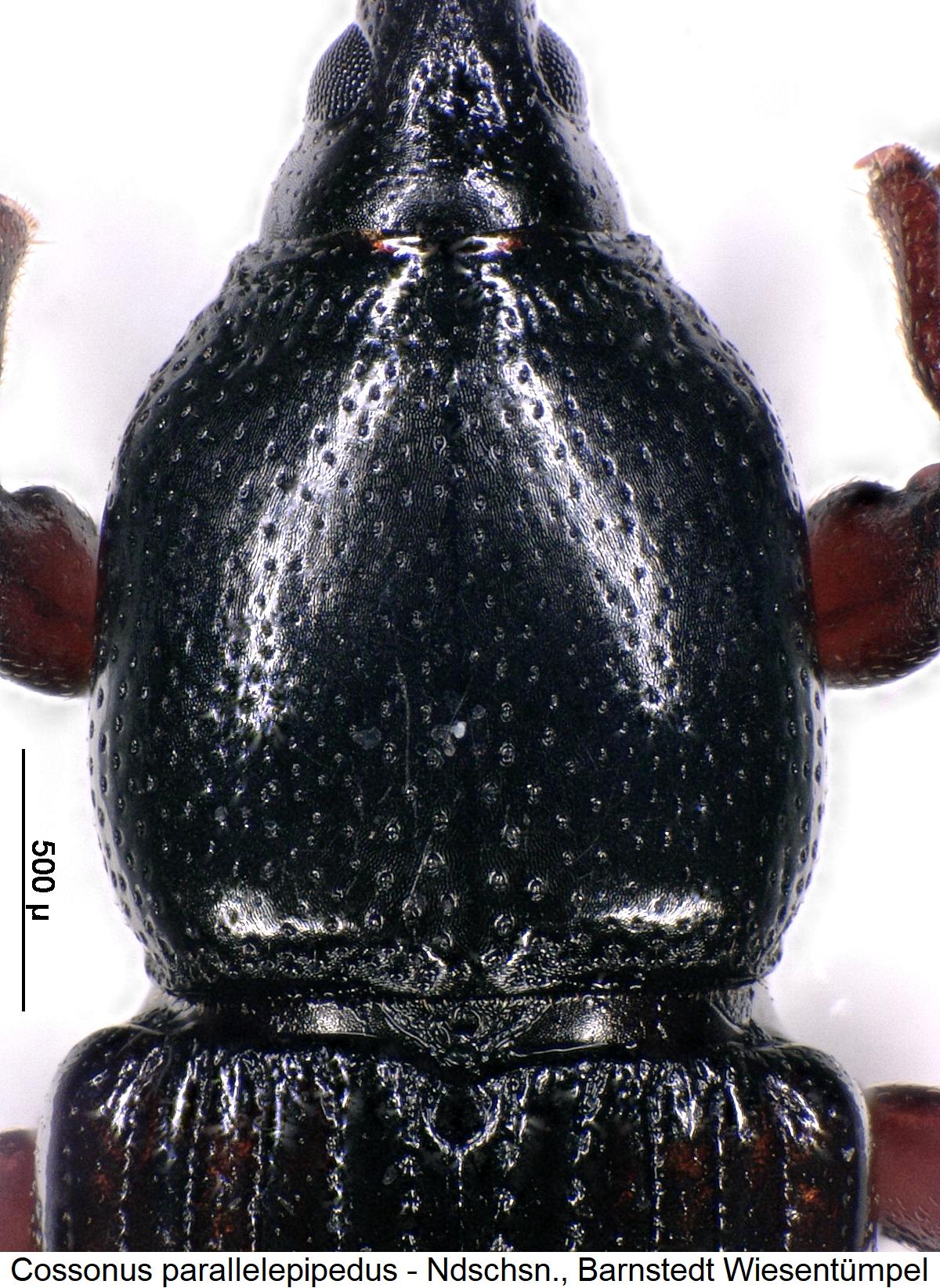 cossonus_parallelepipedus_vk.jpg