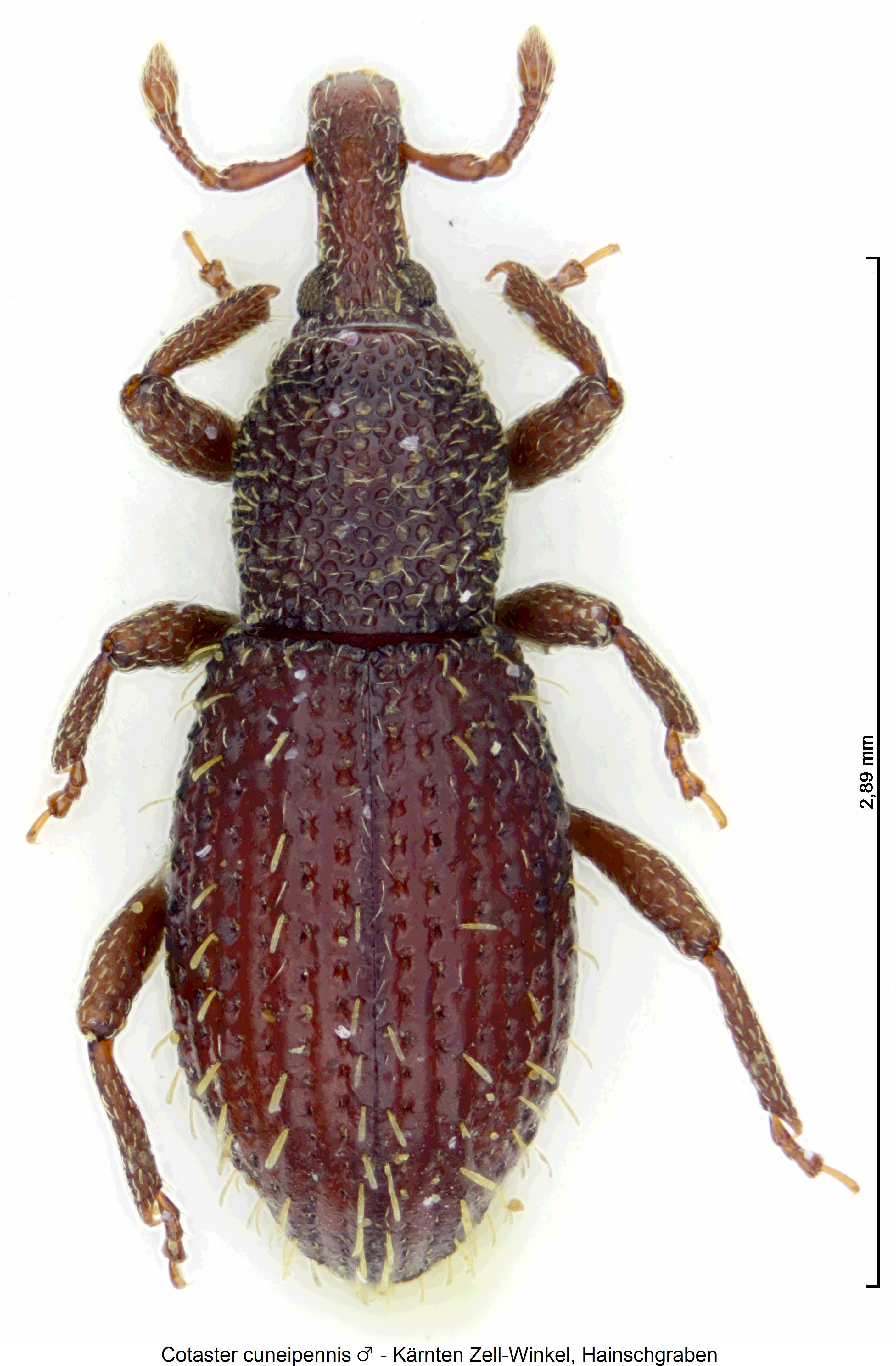 cotaster_cuneipennis_hab1.jpg