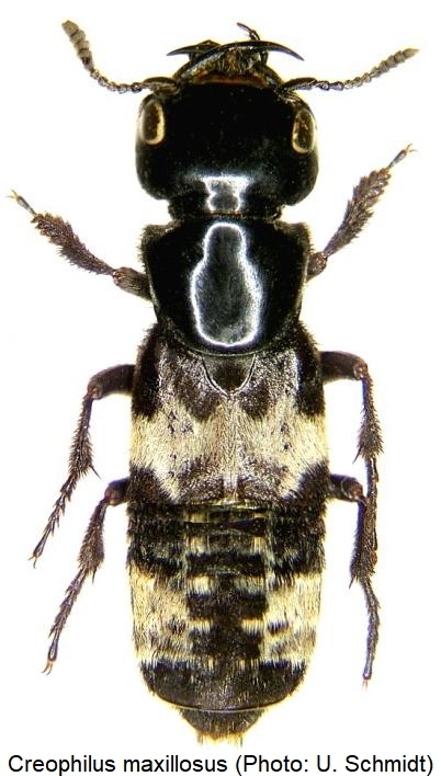 creophilus_maxillosus_hab.jpg