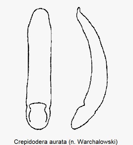 crepidodera_aurata-1.gif