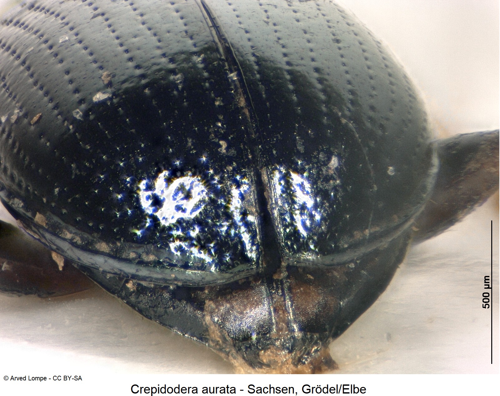 crepidodera_aurata_ck6078978_dec.jpg