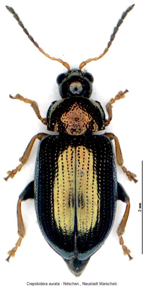 crepidodera_aurata_hab.jpg