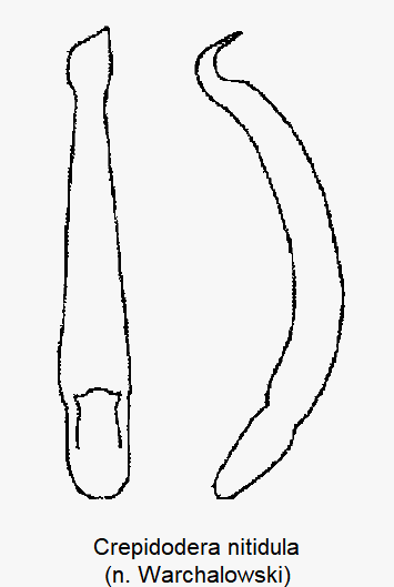 crepidodera_nitidula.gif
