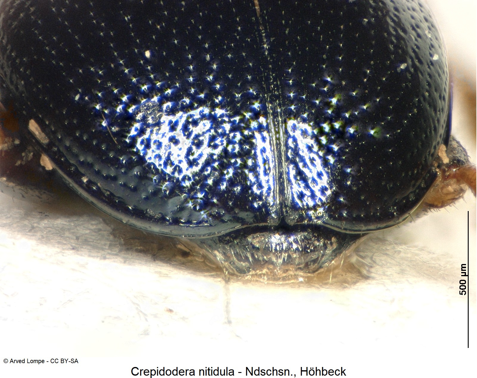 crepidodera_nitidula_ck12379_dec.jpg