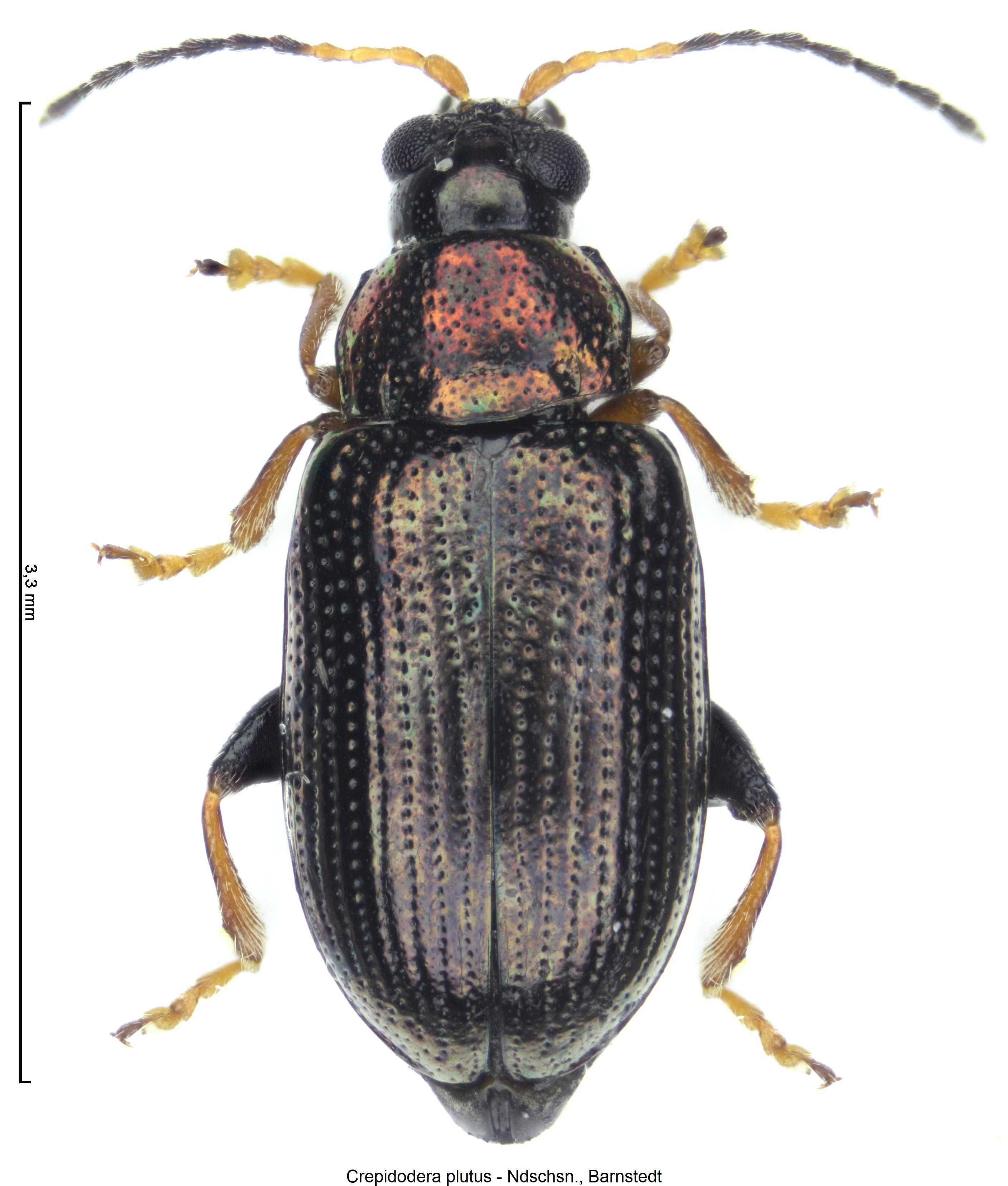 crepidodera_plutus_hab.jpg
