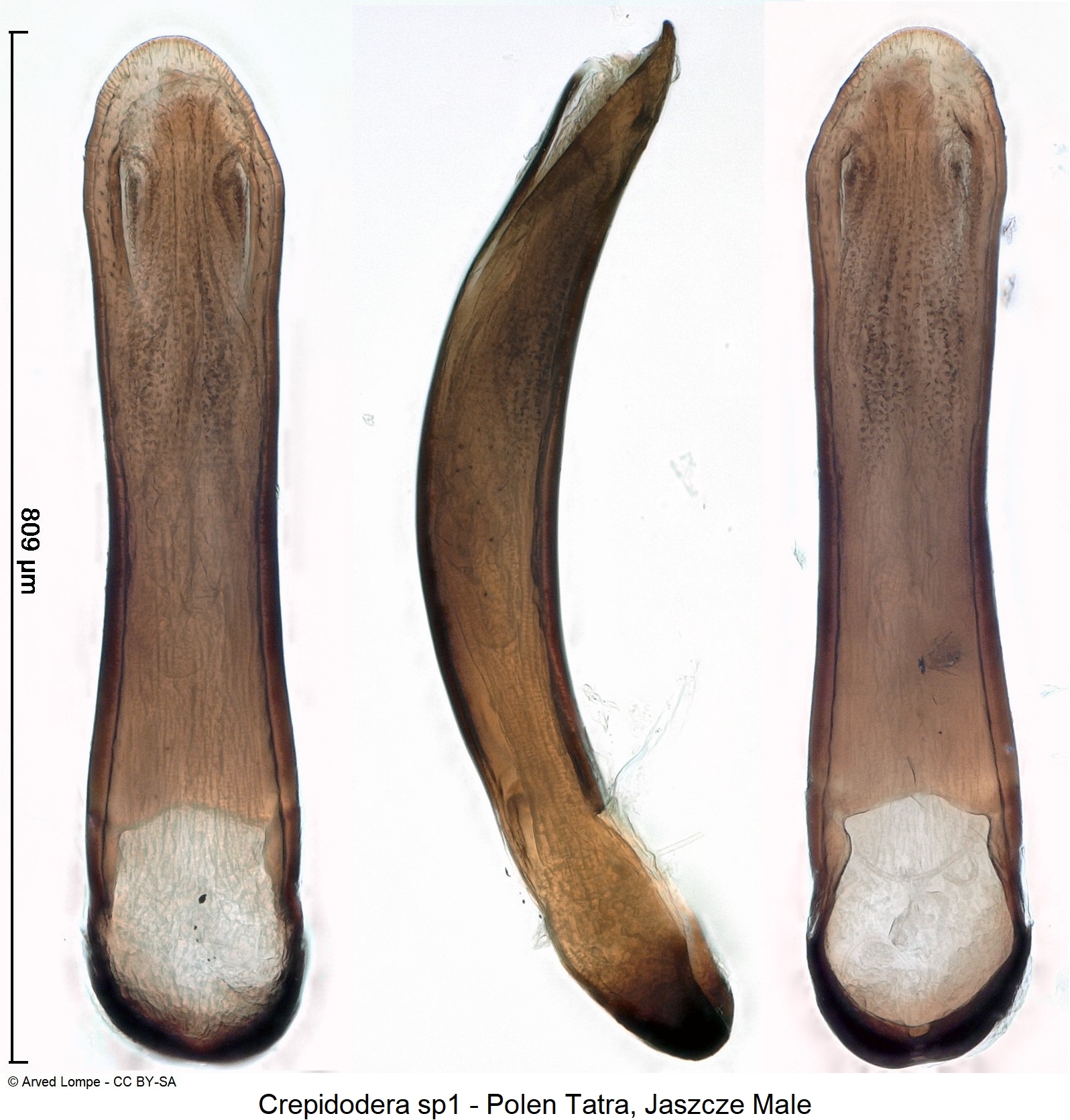 crepidodera_sp1_ck33187766.jpg