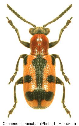 crioceris_bicruciata.jpg