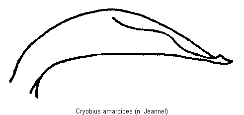 cryobius_amaroides.gif