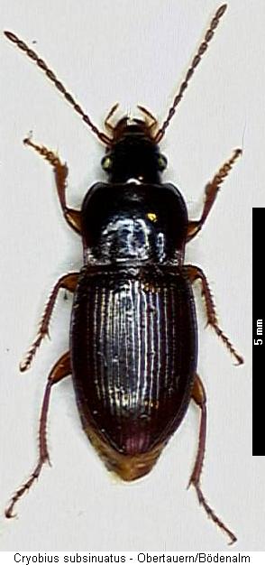 cryobius_subsinuatus_hab.jpg