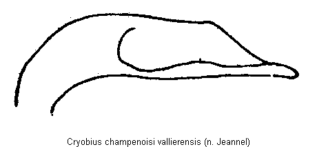 cryobius_vallierensis.gif