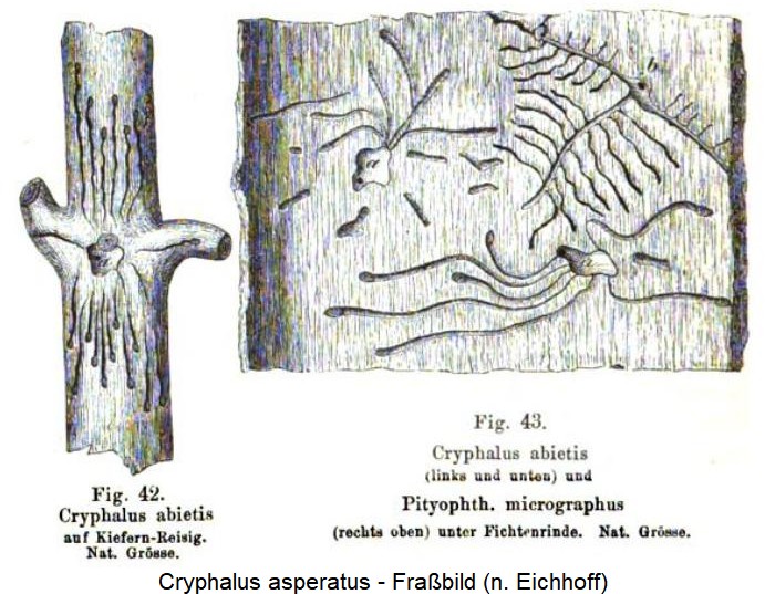 cryphalus_asperatus_fr.jpg