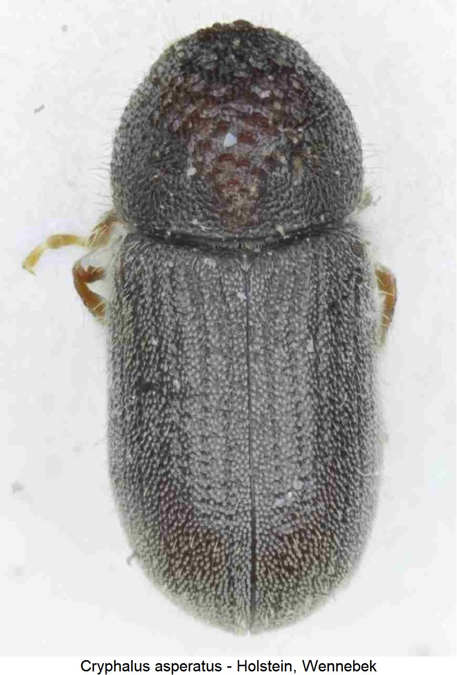 cryphalus_asperatus_hab4.jpg