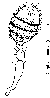 cryphalus_piceae_f.gif