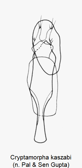 cryptamorpha_kaszabi.gif