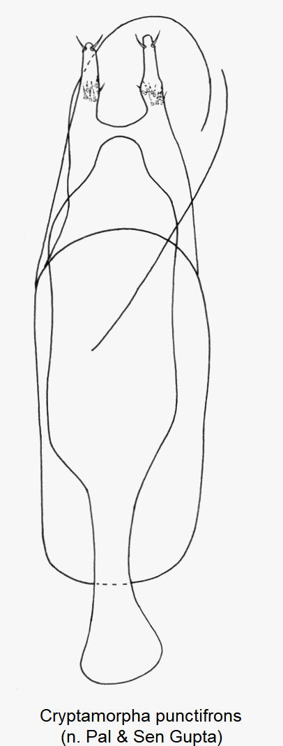 cryptamorpha_punctifrons.gif