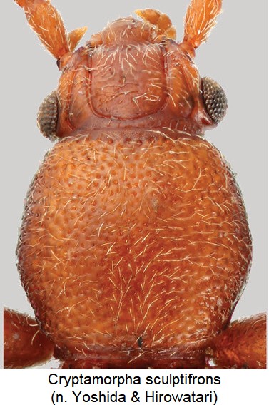cryptamorpha_sculptifrons_vk.jpg