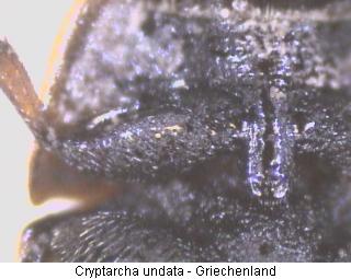cryptarcha_undata_us.jpg
