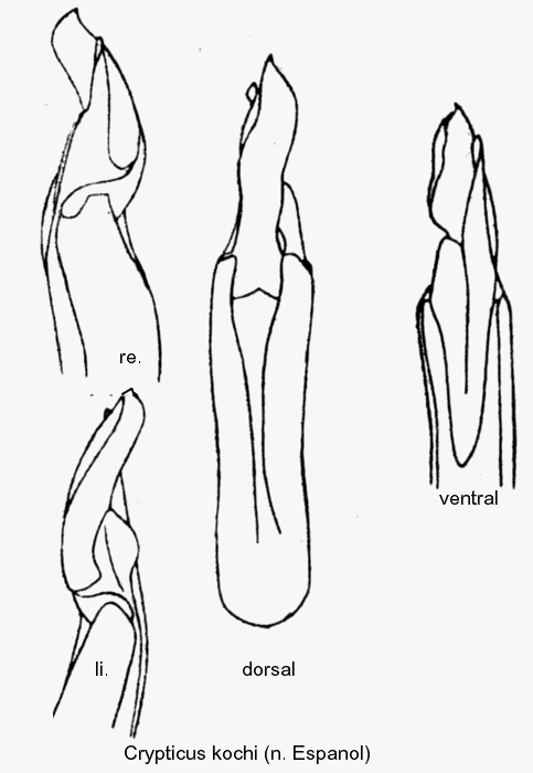 crypticus_kochi_aed.gif