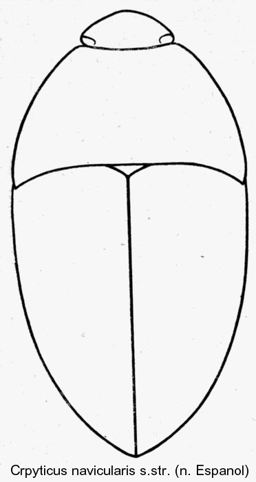 crypticus_navikularis_sstr_hab.gif
