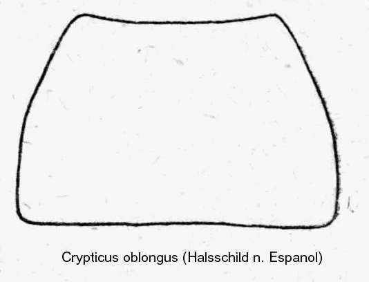 crypticus_oblongus_hsch.gif