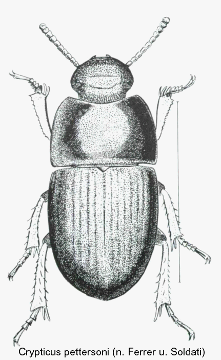 crypticus_pettersoni.gif