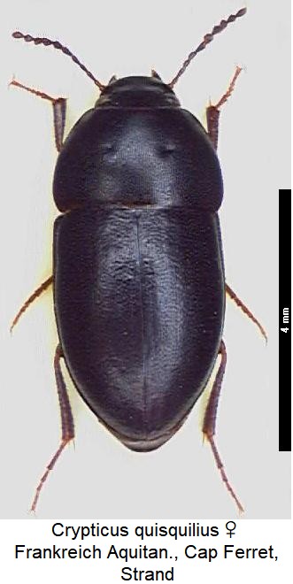 crypticus_quisquilius_hab.jpg