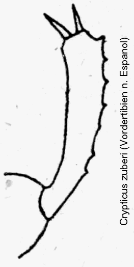 crypticus_zuberi_vt.gif