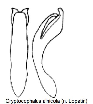 cryptocephalus_alnicola_aed.jpg