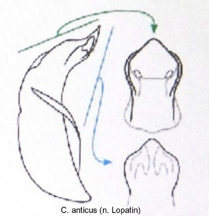 cryptocephalus_anticus_aed.jpg