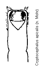 cryptocephalus_apicalis.gif