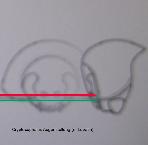 cryptocephalus_augen_2.jpg