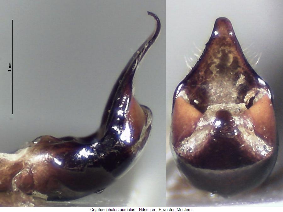 cryptocephalus_aureolus.jpg