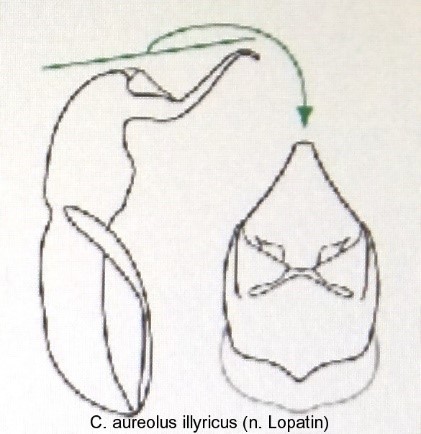 cryptocephalus_aureolus_illyricus_aed.jpg
