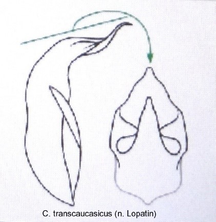 cryptocephalus_aureolus_transcaucasicus_aed.jpg