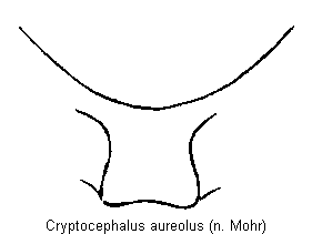 cryptocephalus_aureolus_vbr.gif