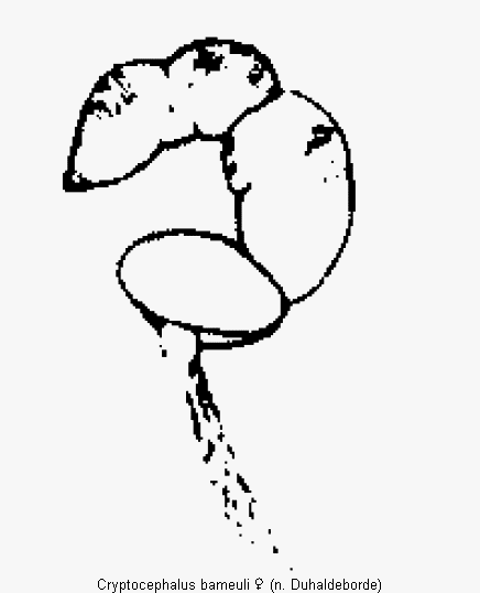 cryptocephalus_bameuli_sperm.gif