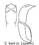 cryptocephalus_barii_aed.jpg