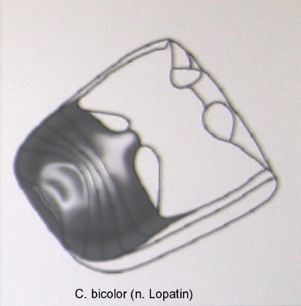 cryptocephalus_bicolor_abd.jpg