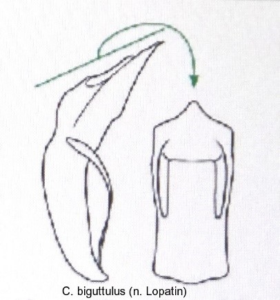 cryptocephalus_biguttulus_aed.jpg