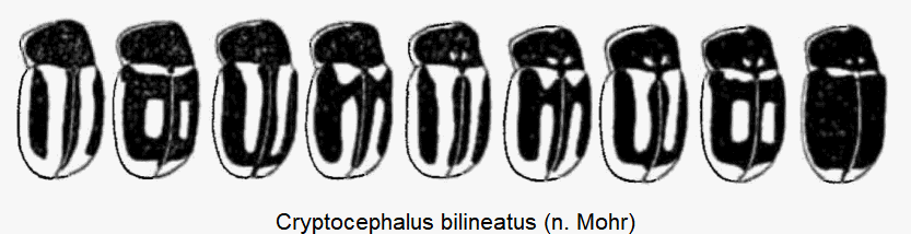 cryptocephalus_bilineatus_vgl.gif