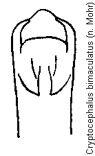 cryptocephalus_bimaculatus.gif