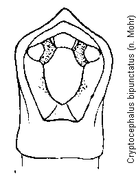 cryptocephalus_bipunctatus.gif