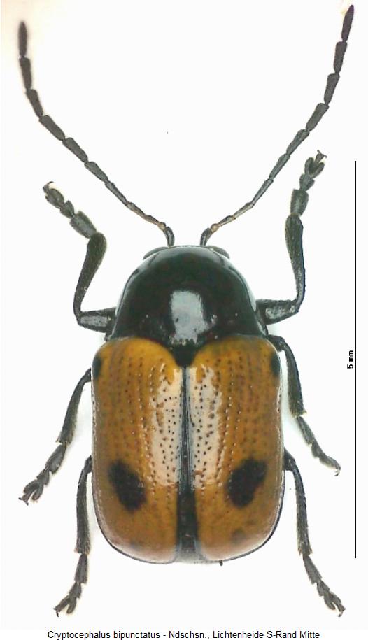 cryptocephalus_bipunctatus_hab.jpg