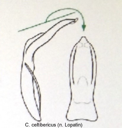 cryptocephalus_celtibericus_aed.jpg