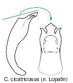 cryptocephalus_cicatricosus_aed.jpg