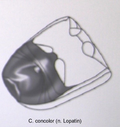 cryptocephalus_concolor_abd.jpg