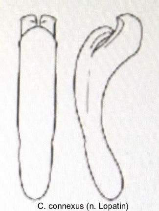 cryptocephalus_connexus_aed.jpg