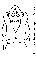 cryptocephalus_cordiger.gif